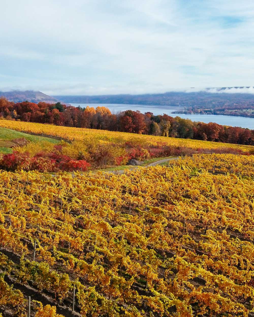 Weingut Frank