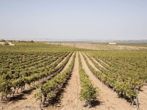 Marques de la Concordia Family of Wines