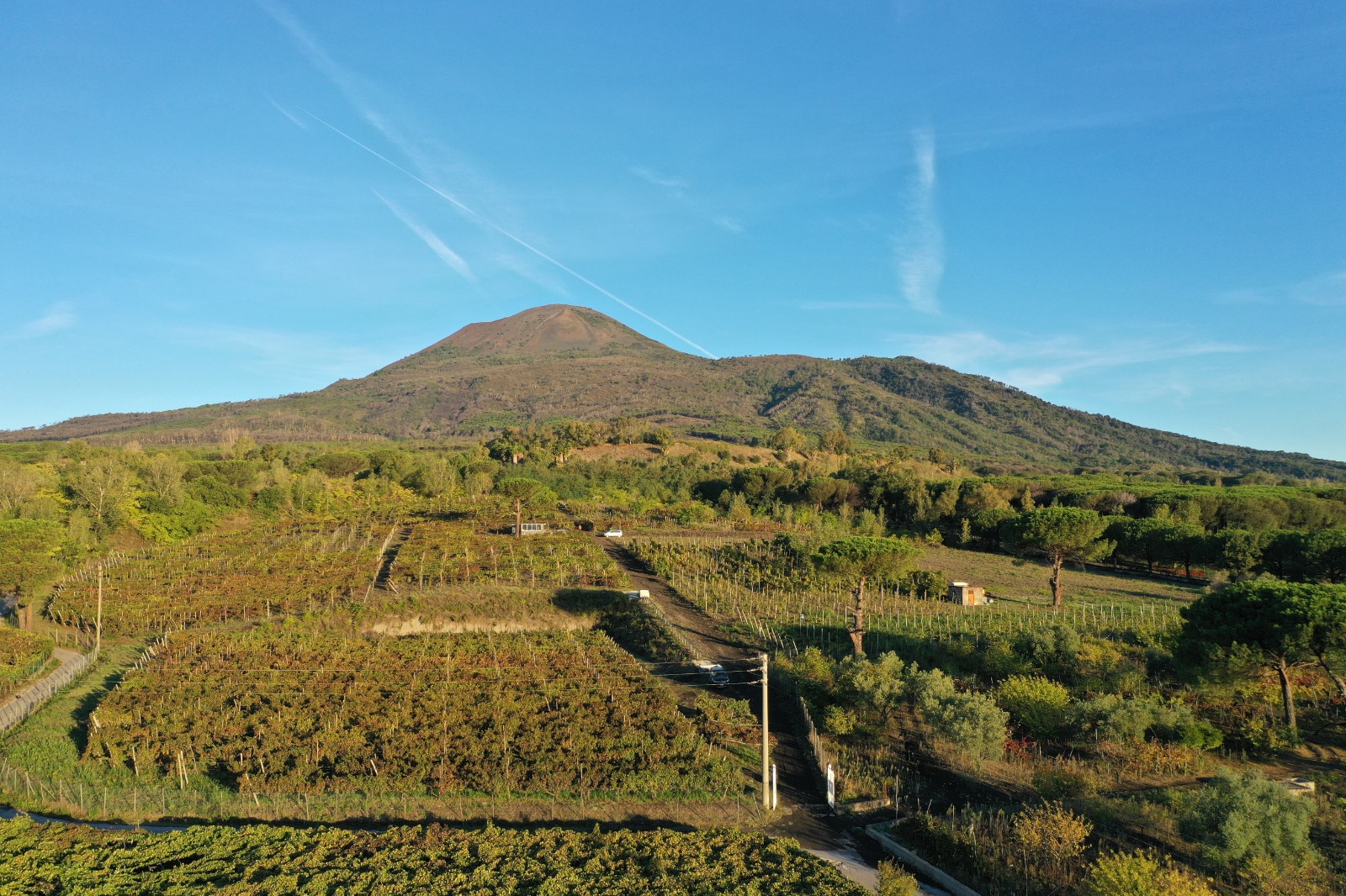 Az. Agr. Bosco de Medici