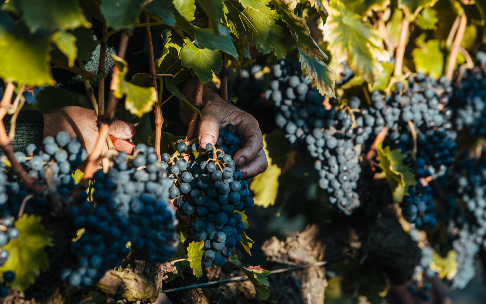 Domaine Gassier