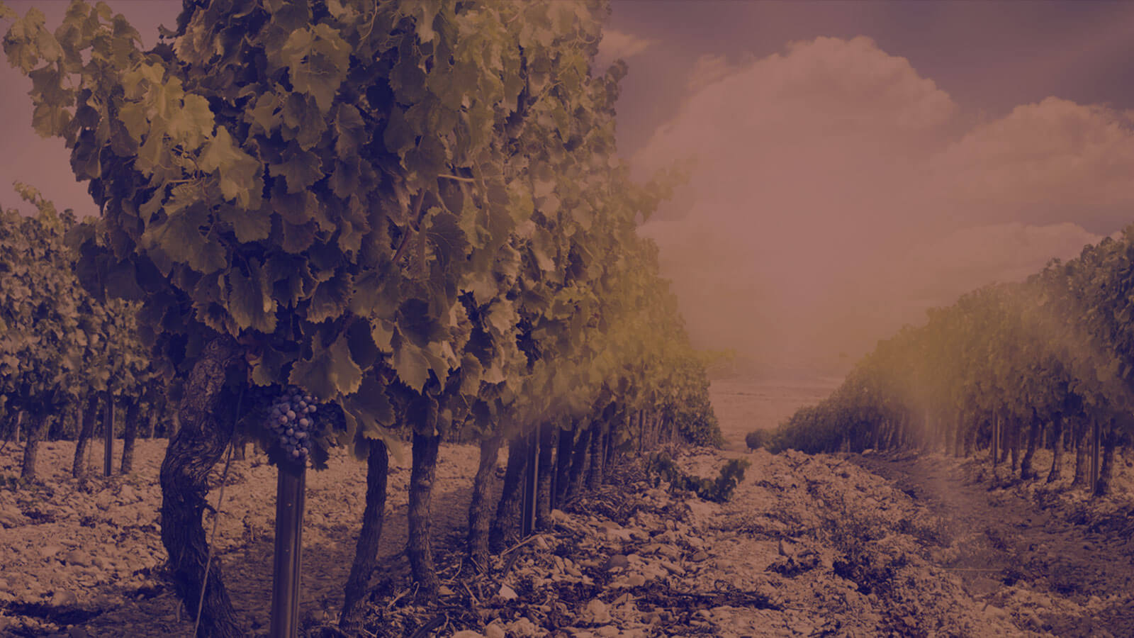 Val delle Rose /Tenuta della Famiglia Cecchi