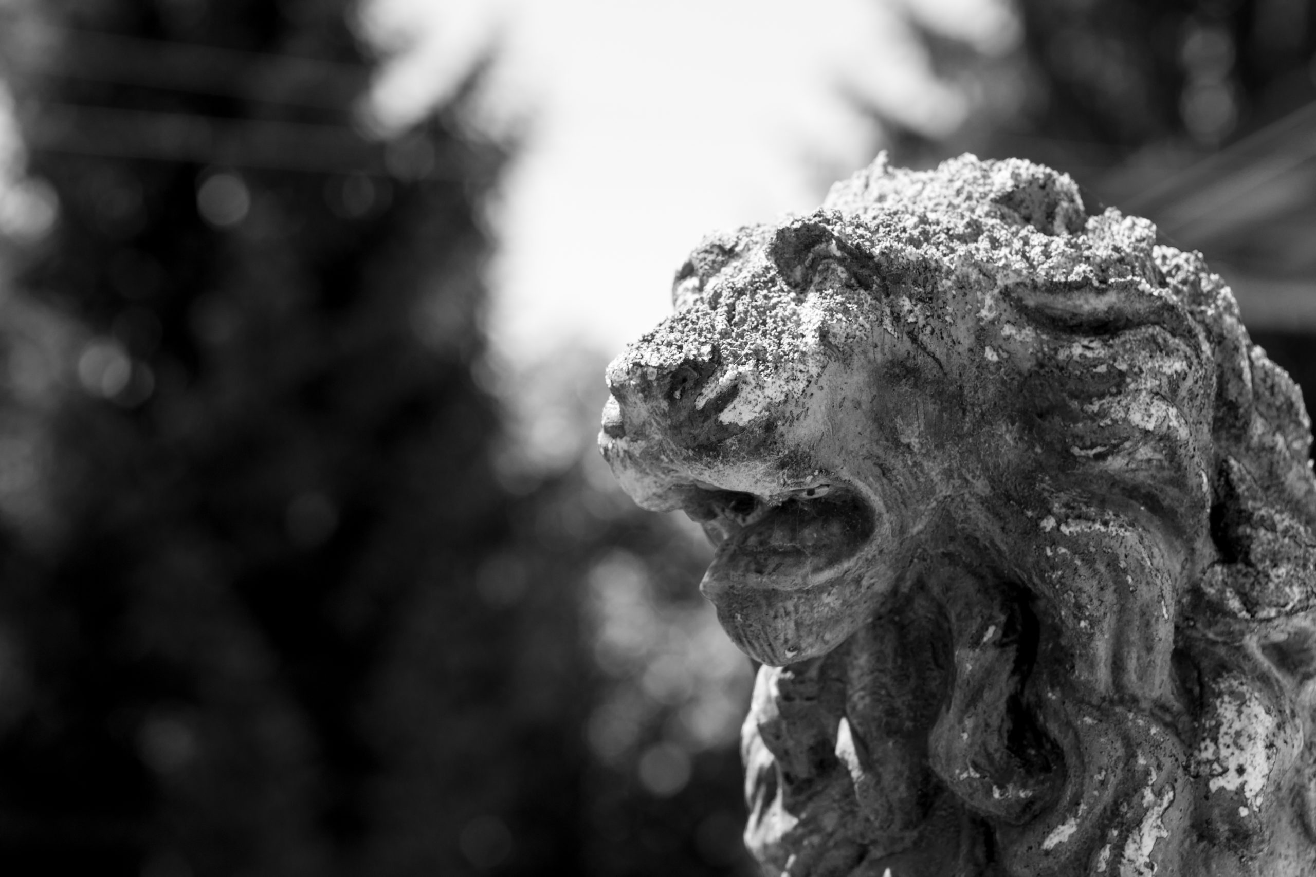 Ca' de Lion