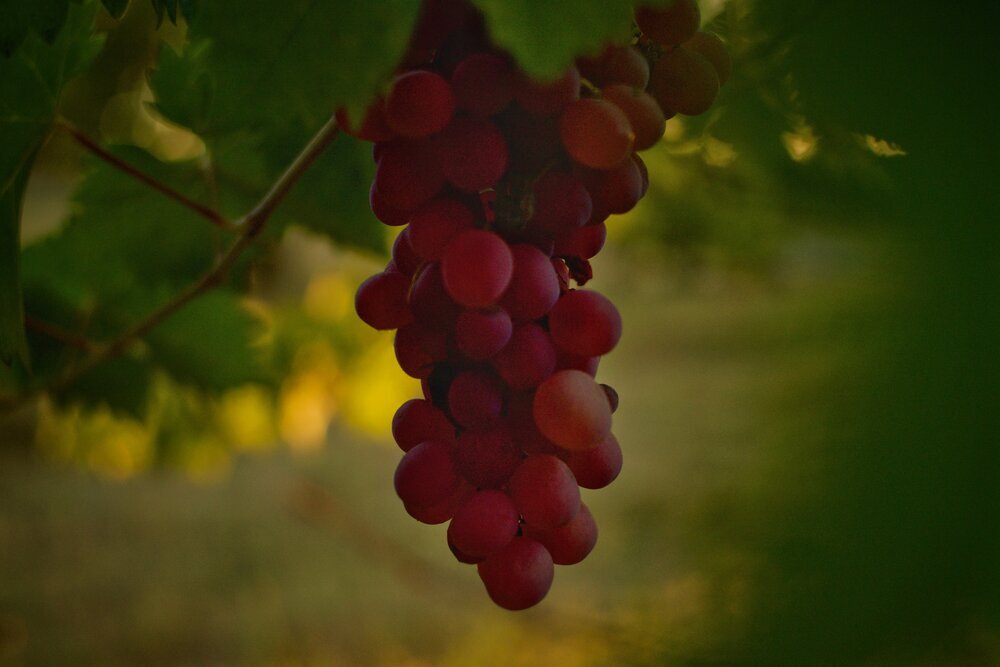 Sabelli-Frisch Wines Inc