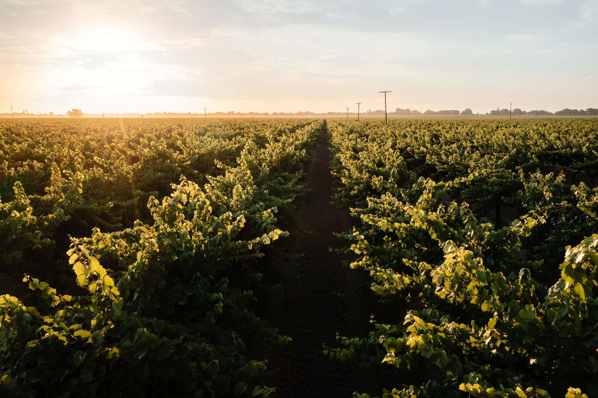 Bogle Vineyards