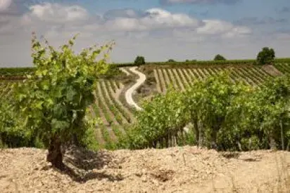 Bodegas Muriel