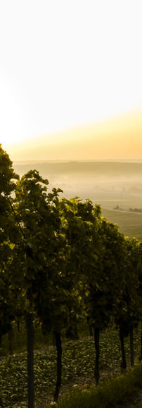 Azienda Acricola Il Maiolo