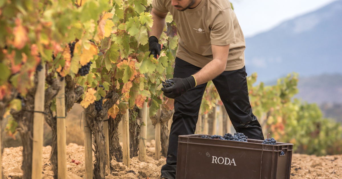 Bodegas Roda