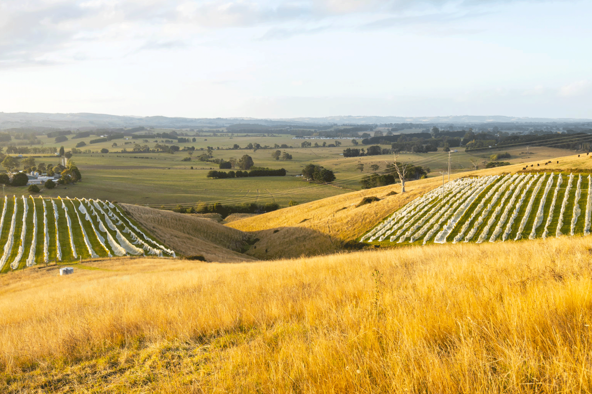 Vinous Australis