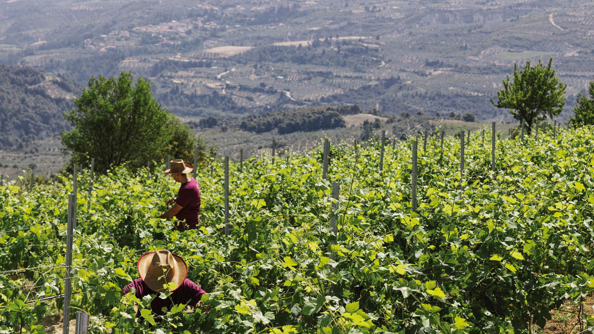 Semeli Wines