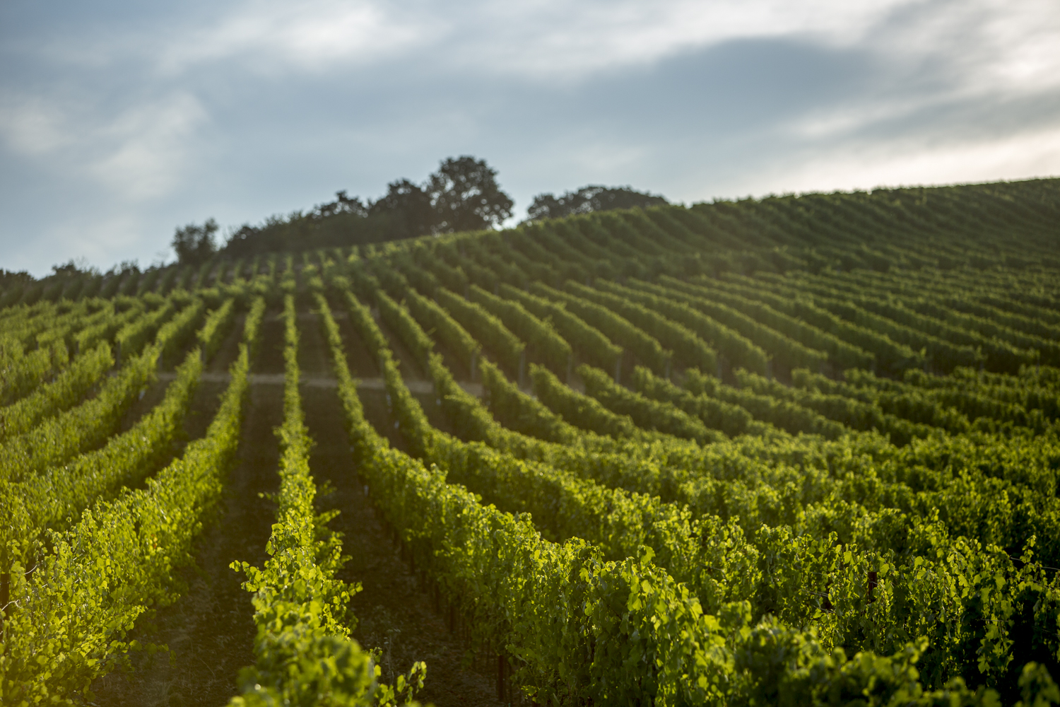 Elk Cove Vineyards