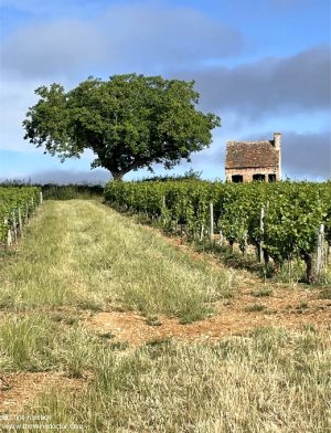 Domaine Grosbois