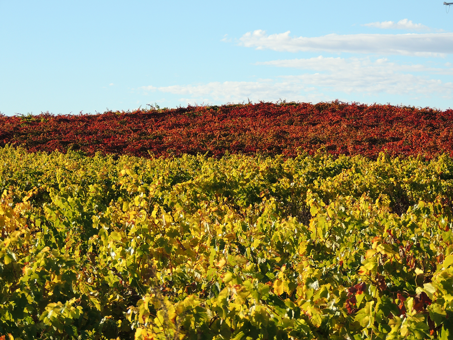 Bodegas Perica