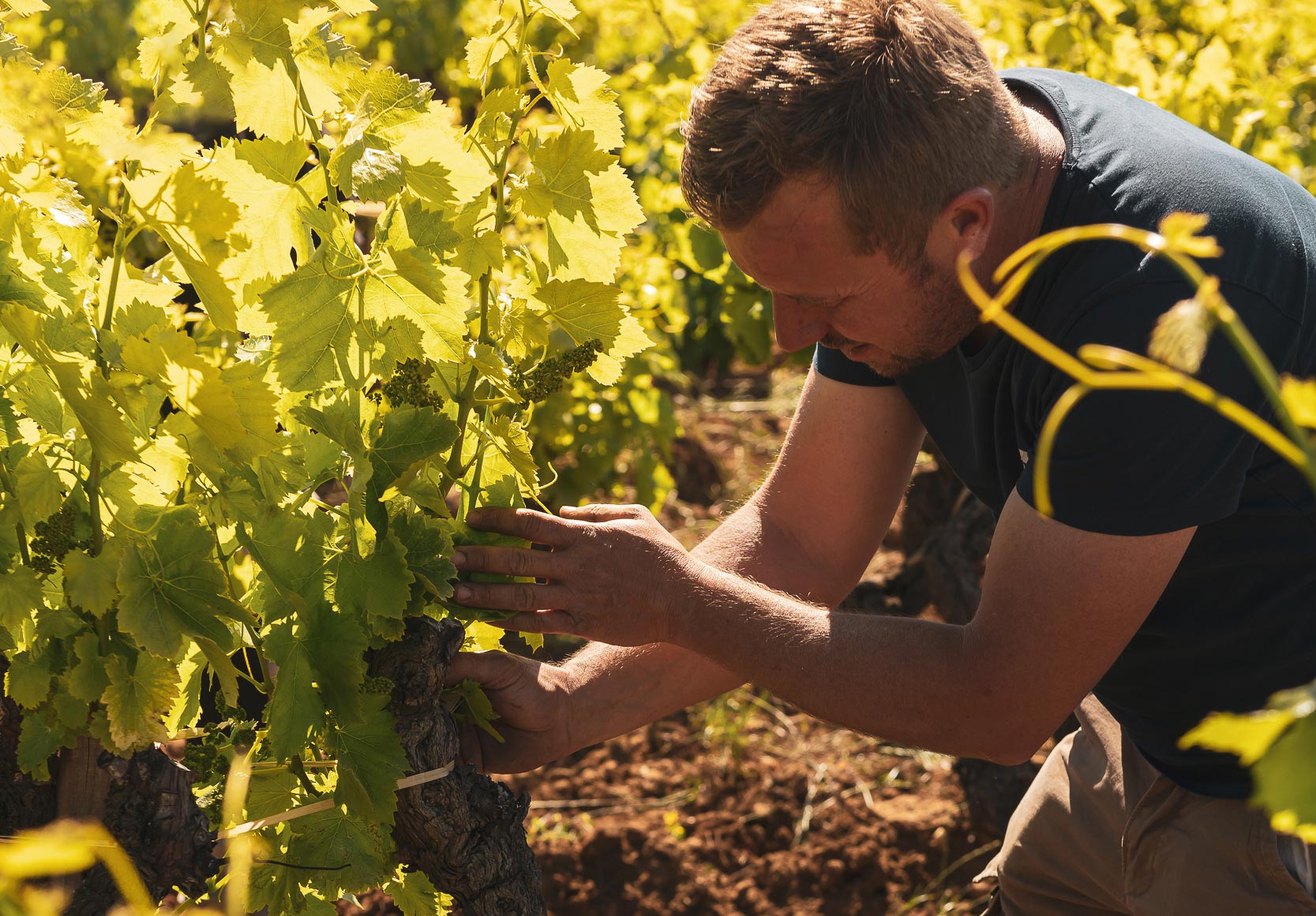 Domaine la Barroche