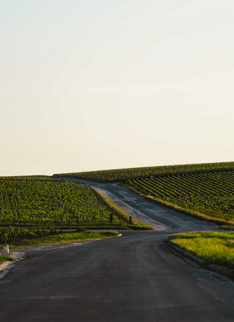 Les Domaines Barons de Rothschild Lafite