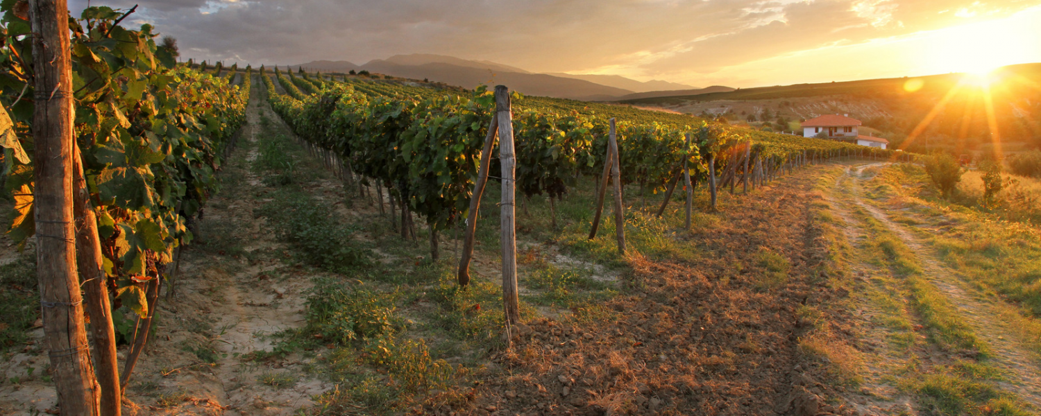 Abdyika winery
