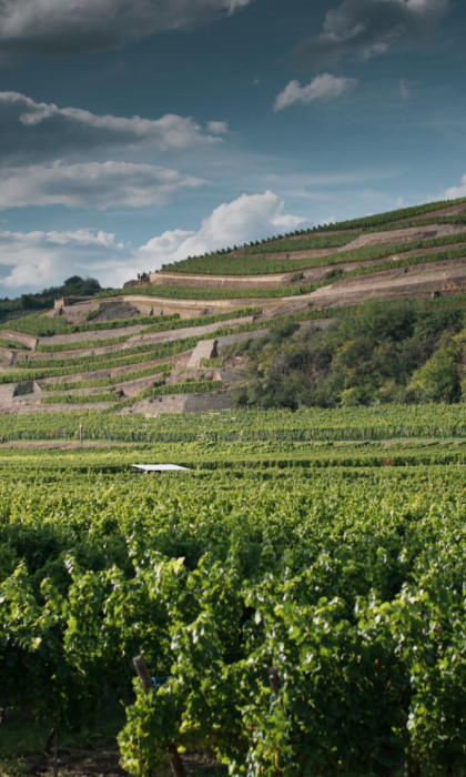 Domaine Muré