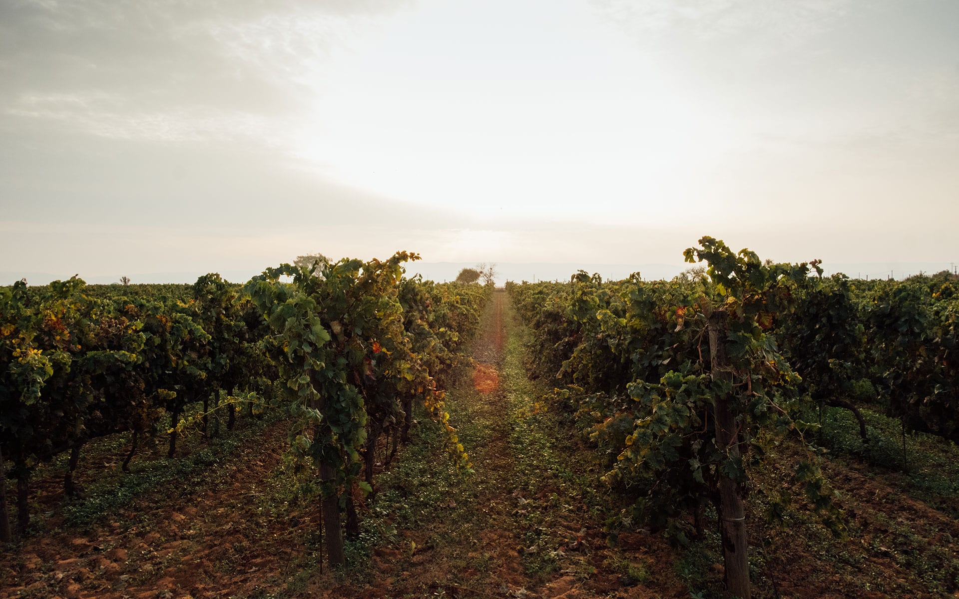 The Wine People Srl