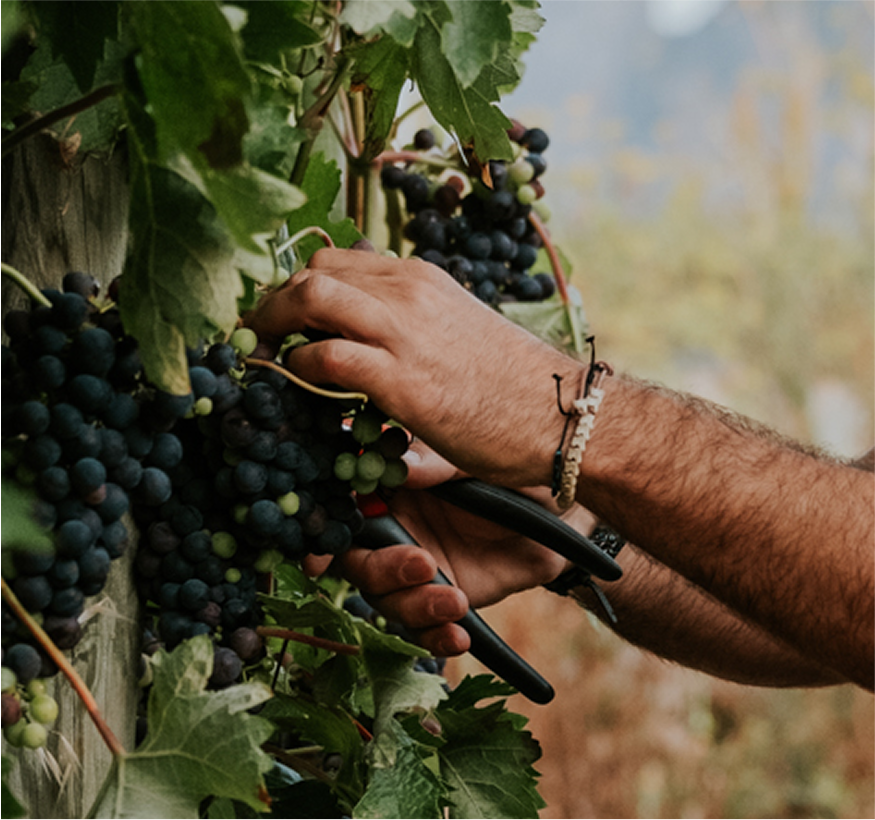 Bodegas Muga