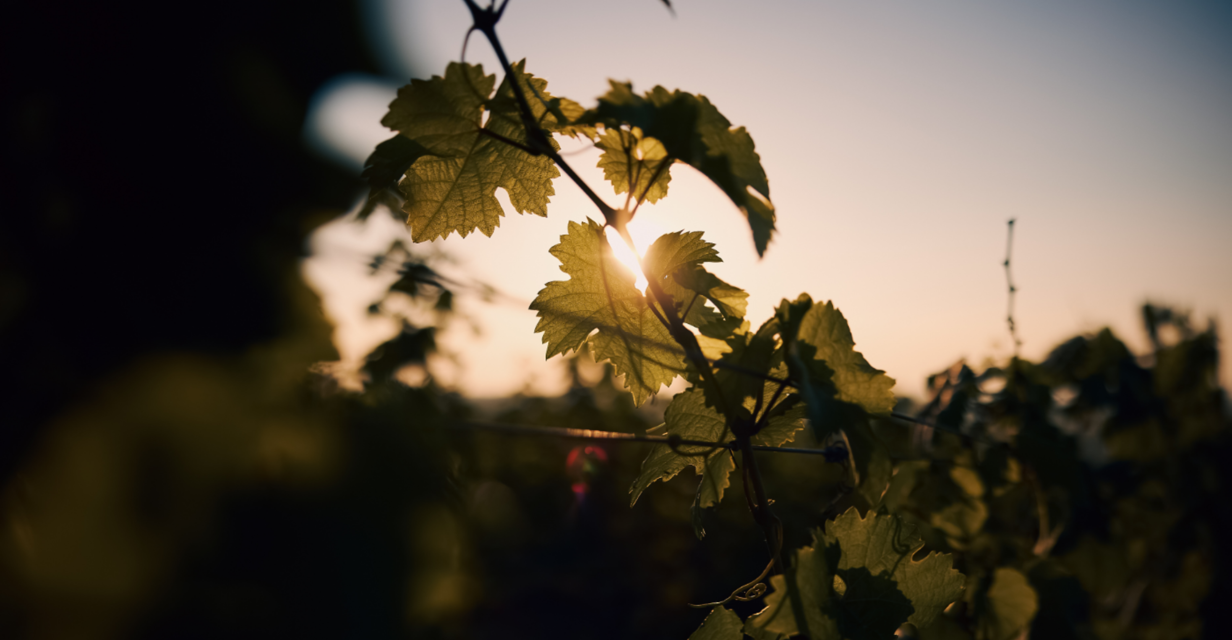 Wittmann Wein GmbH