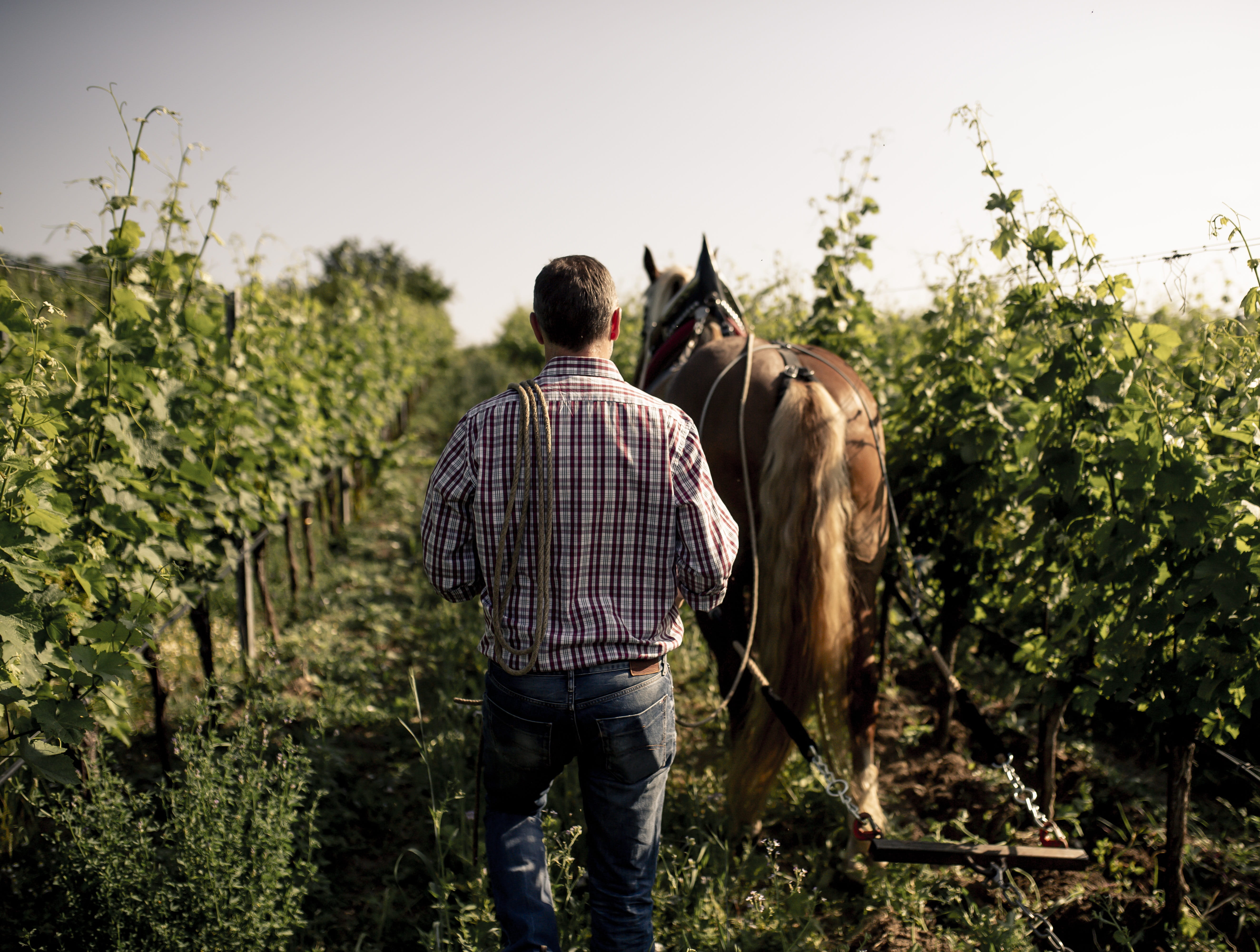 Weingut Weszeli