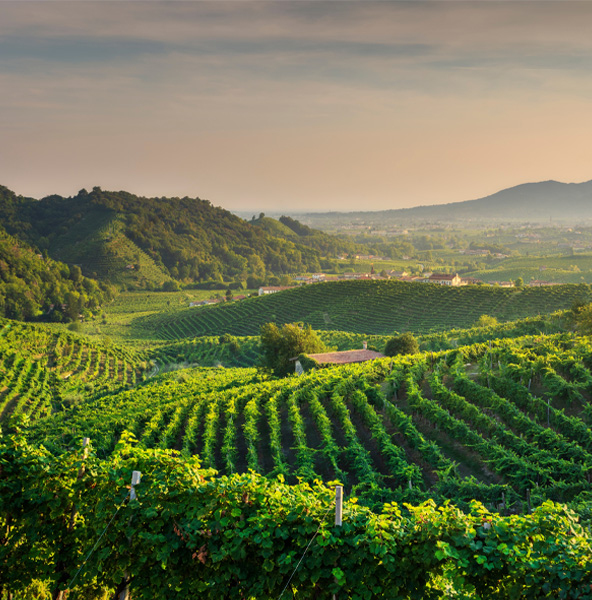 Vinicola Serena