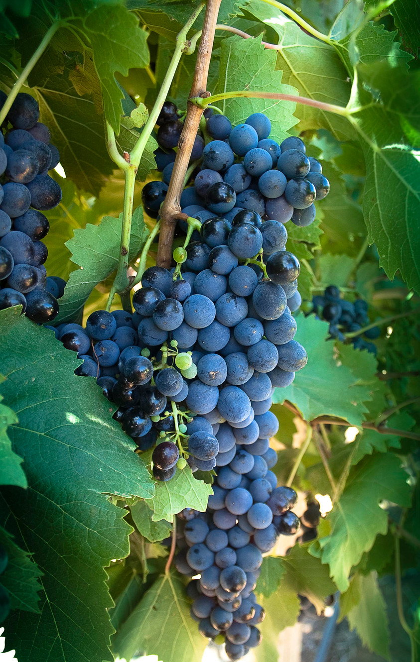 Andrew Peace Wines