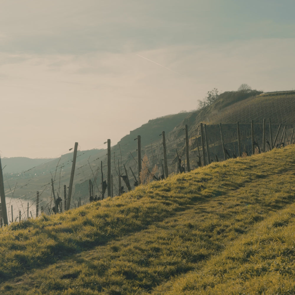 Weingut Knebel