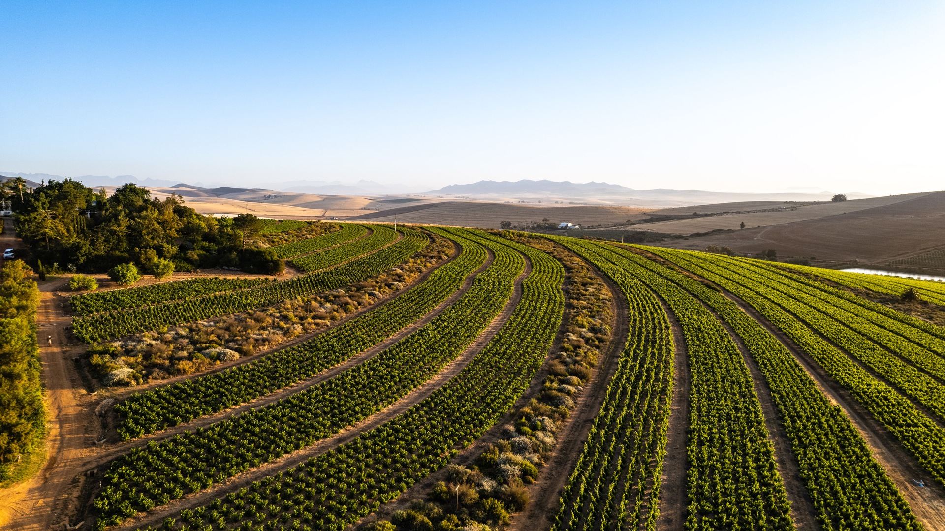 Mullineux Family Wines