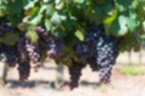 Naudé Wines