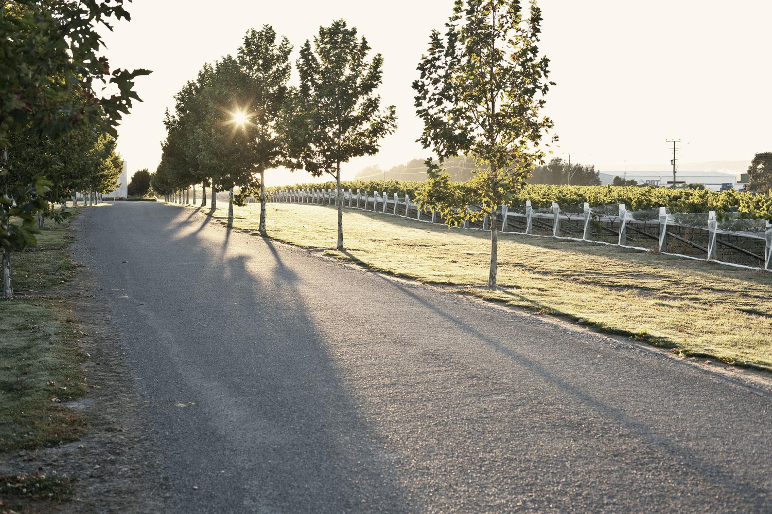 Mount Riley Wines