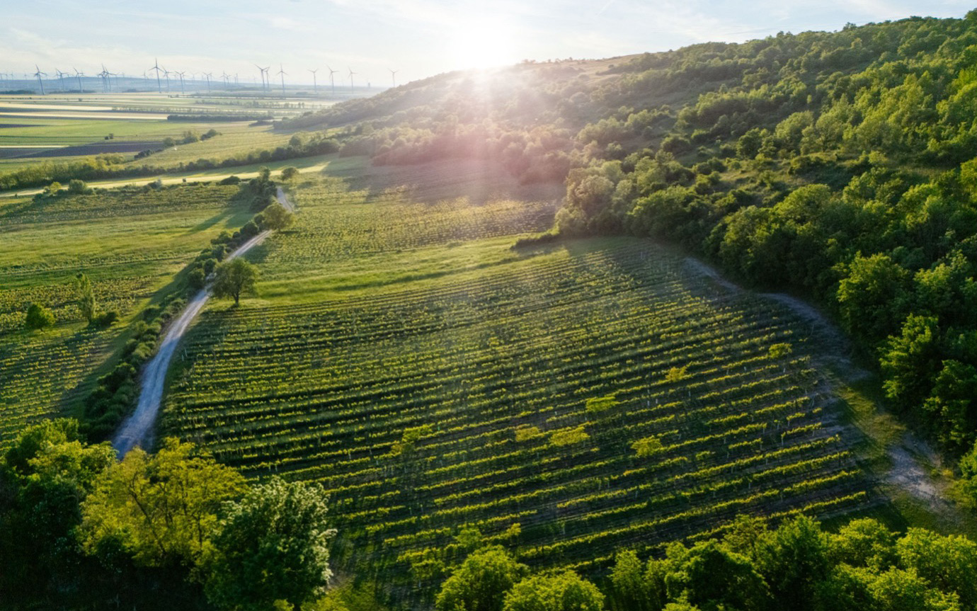 Weingut Dorli Muhr