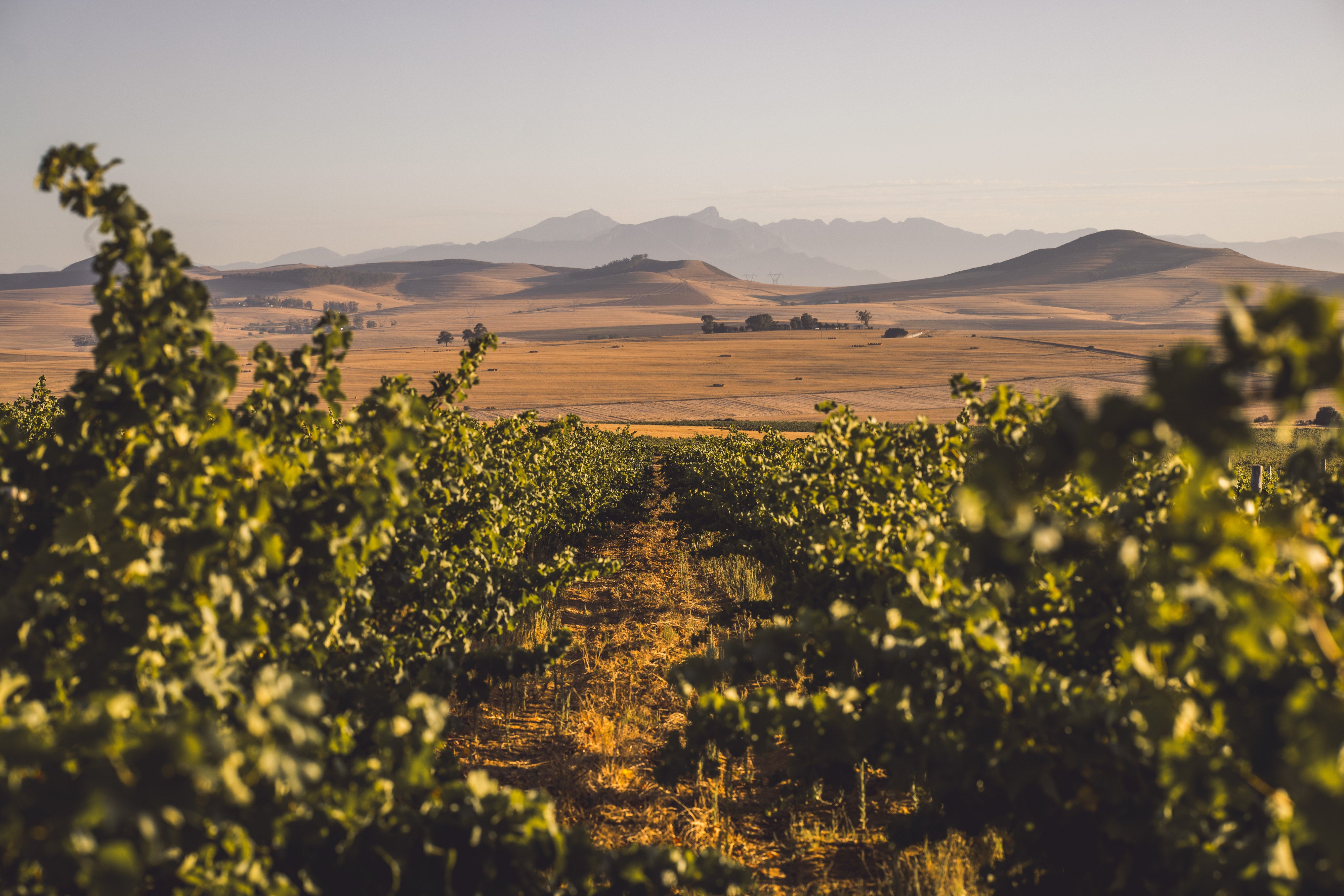 Badenhorst Family Wines