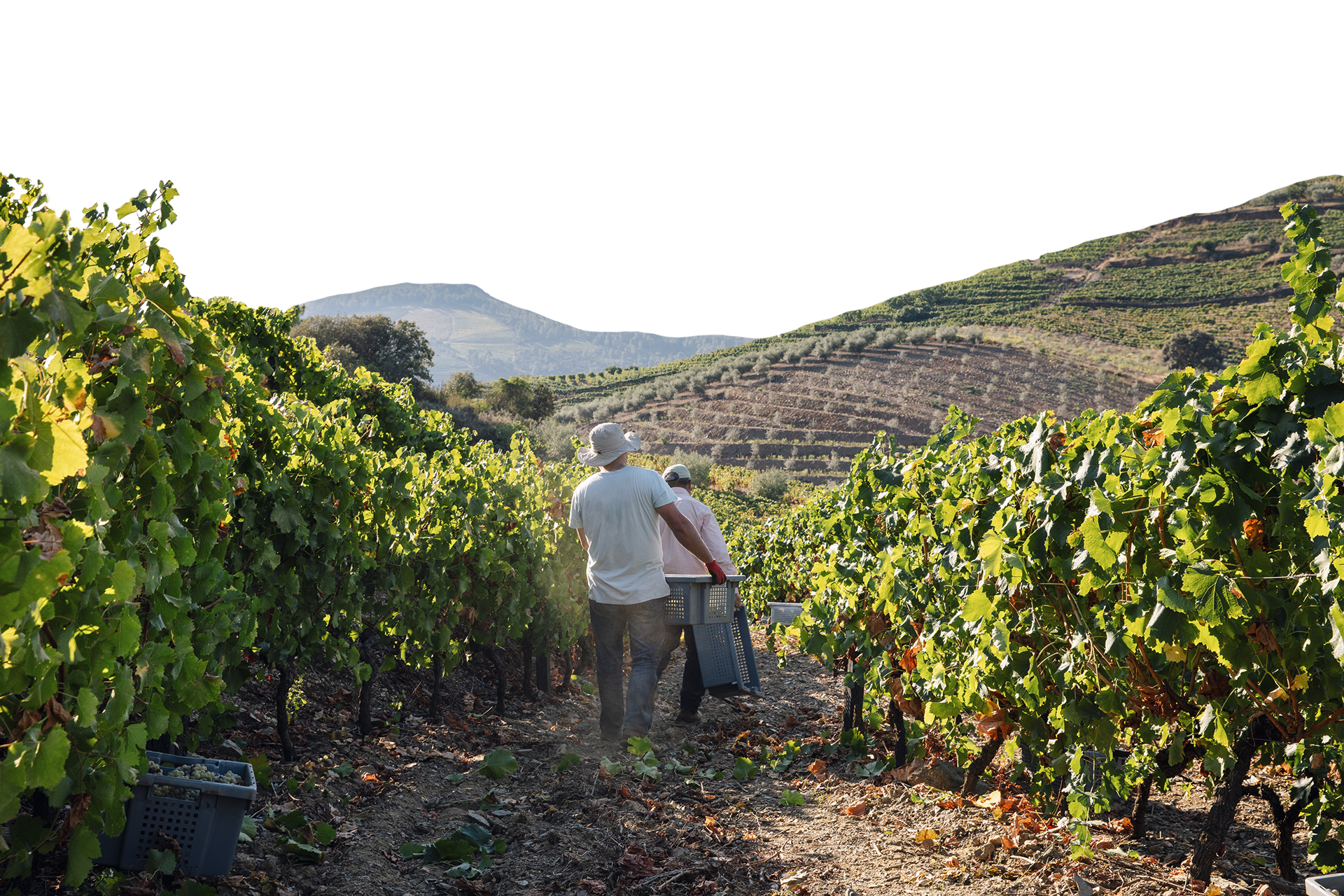 Van Zeller Wine Collection SA
