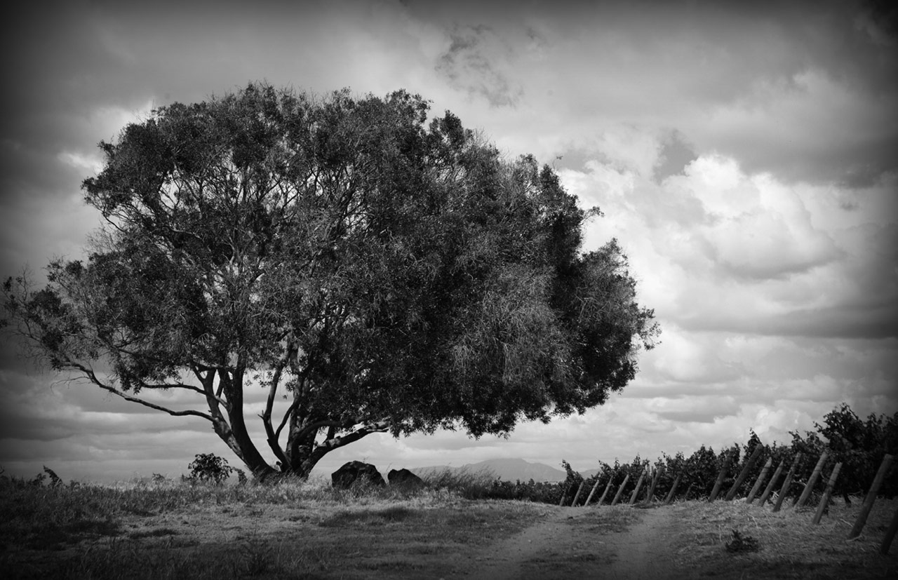 Miles Mossop Wines
