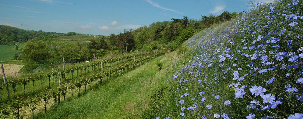 Weingut Soellner