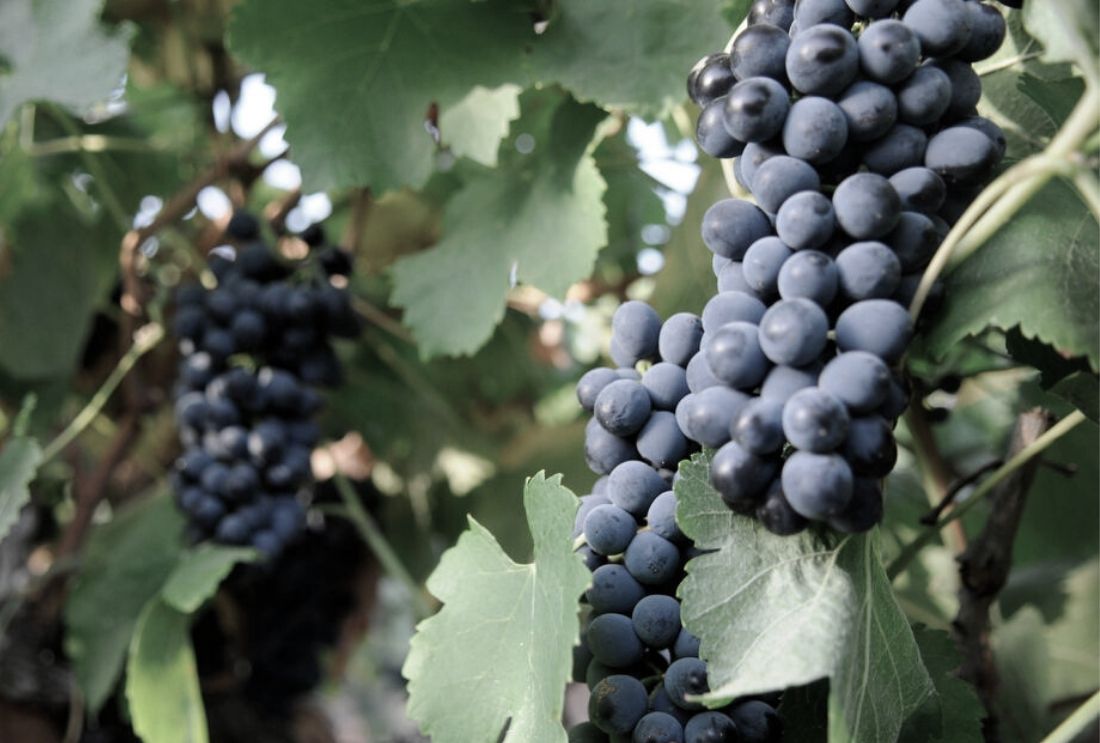 Huerta de Albalá