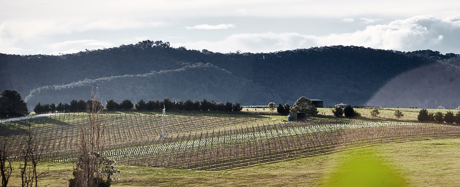 Mount Mary Vineyard