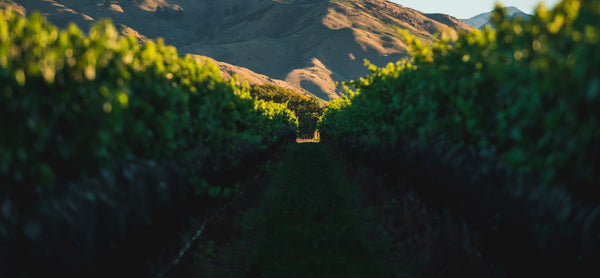 Lake Chalice Wines