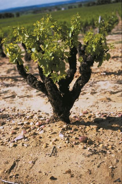 Domaine du Vieux Lazaret