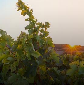 Bodegas Beronia