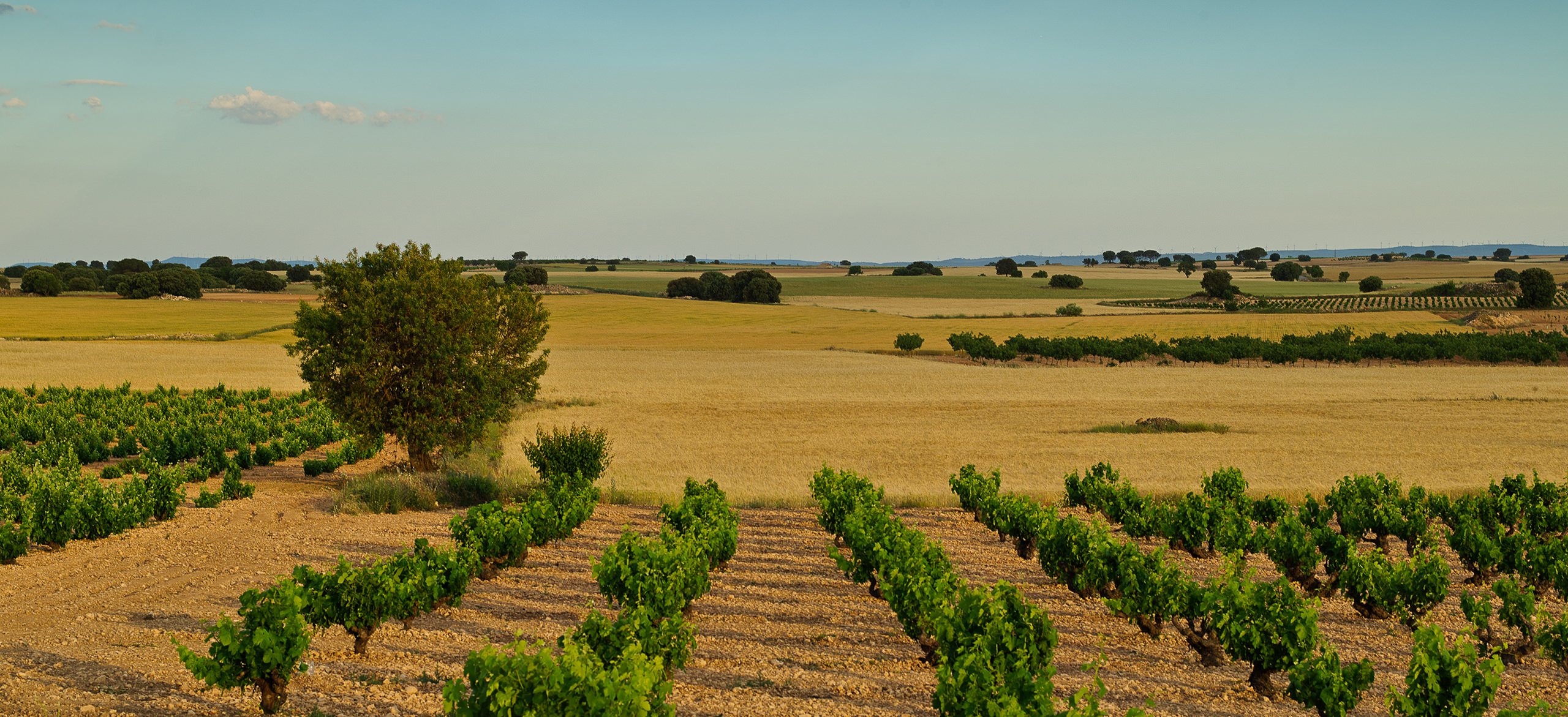Bodegas Ibañesas De Exportacion S.A.