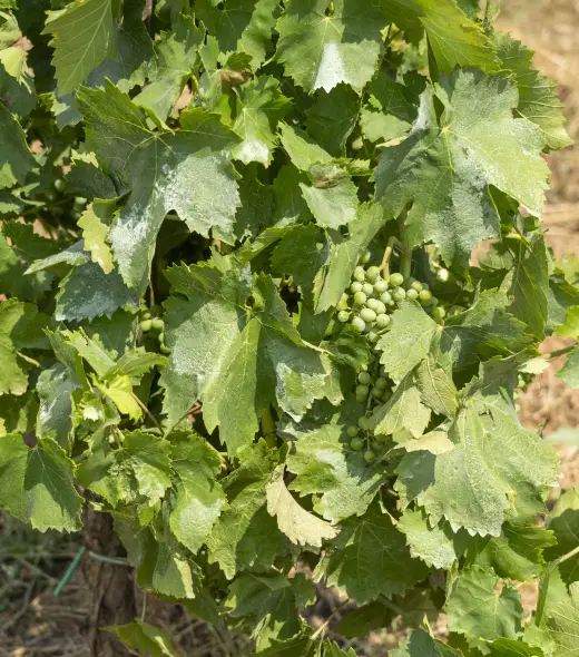 Vigna di Pettineo di Maggio Massimo V.D.P.