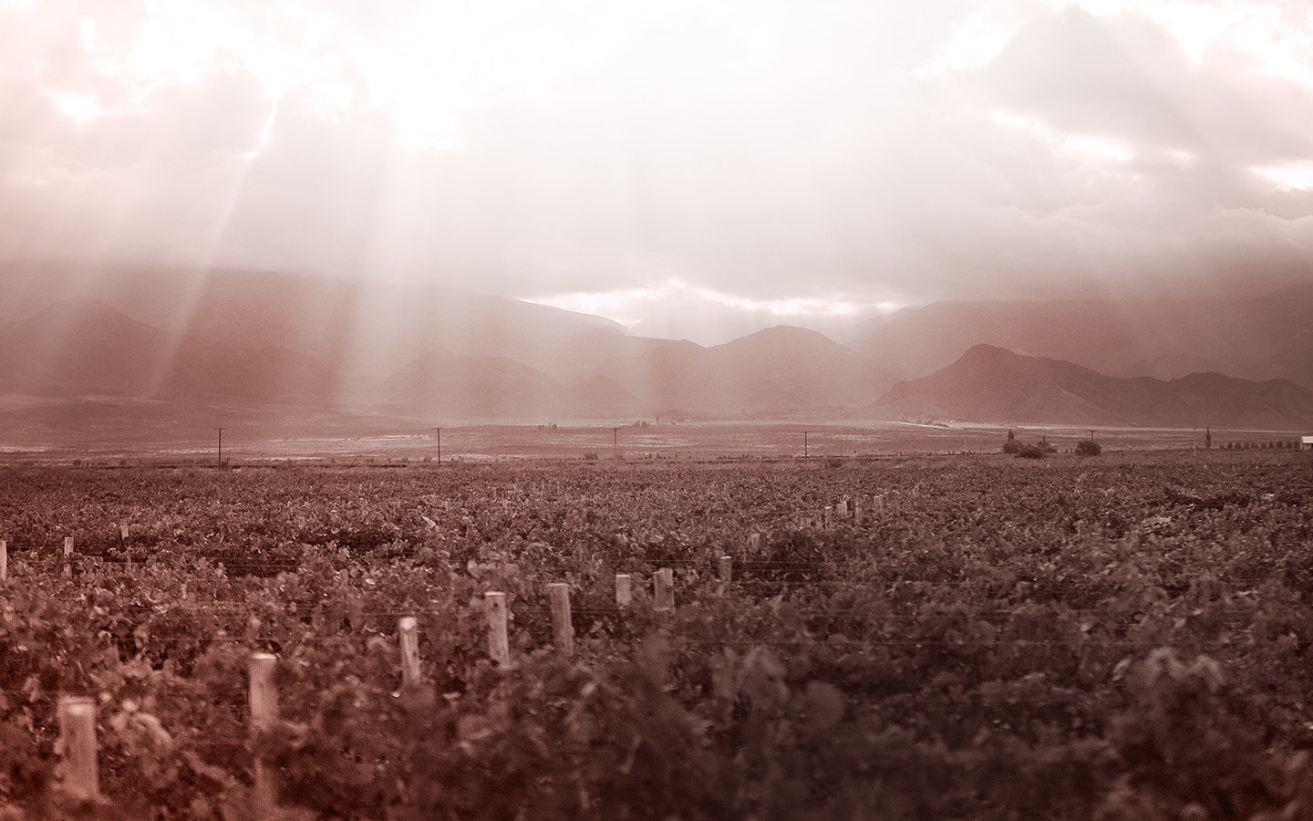 Bodega Piedra Negra