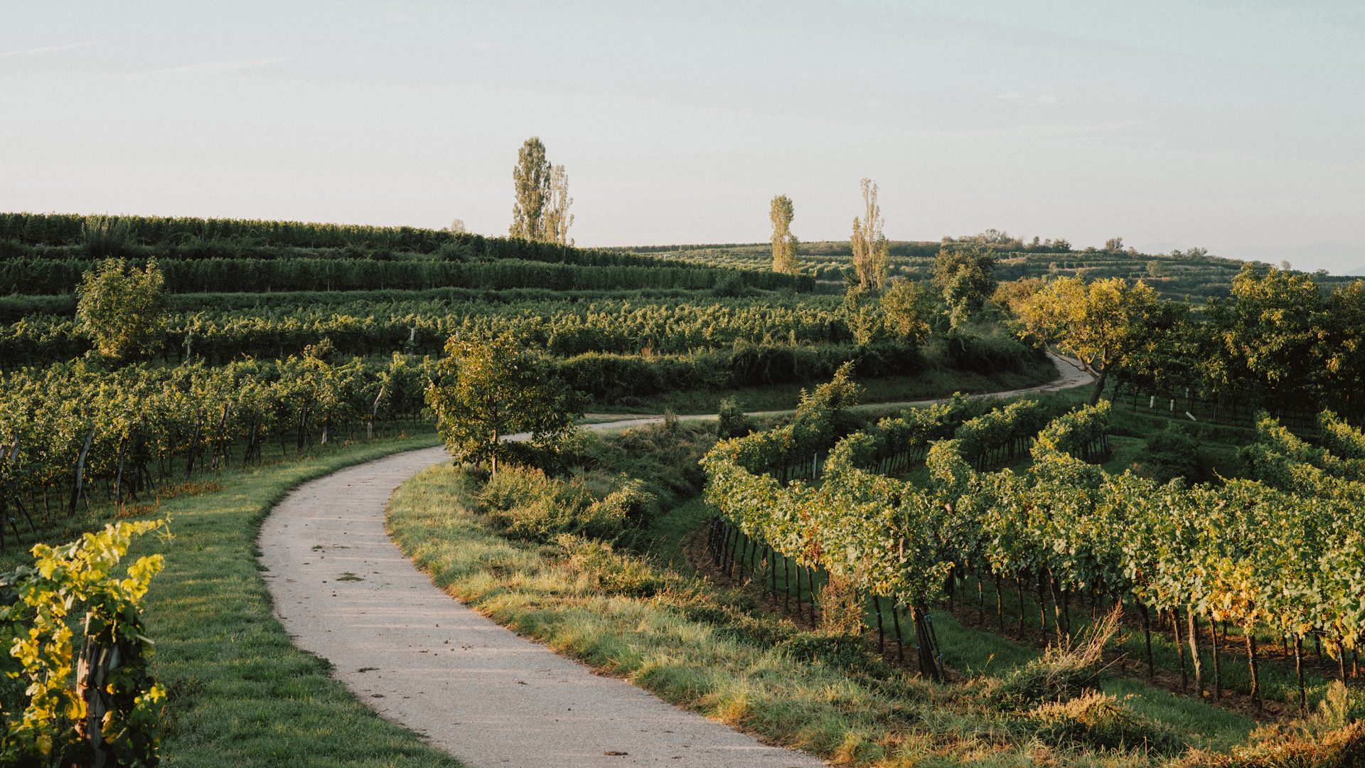 Weingut Allram