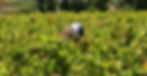 Vinos Masintín SPA